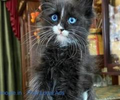 Black Maine Coon for Sale with Blue Eyes